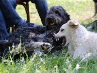 Puppys van Bliss040622-0172